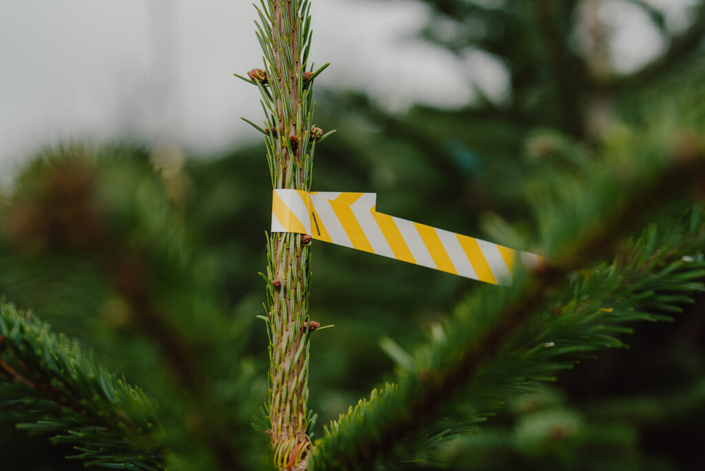 Babilon Tannenbaum Close-Up